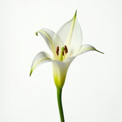 Obraz premium Pristine White Lily Centered on White Background Showcasing Astonishing Translucency and Subtle Green Pistil