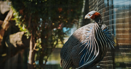 The vulturine guinea fowl - Acryllium vulturinum - is the largest extant species of guinea fowl. colorful feathers