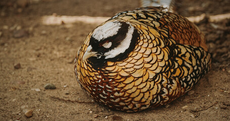 Reeves's pheasant sleeping in yard. Syrmaticus reevesii is a large pheasant within the genus Syrmaticus. It is endemic to China. Close up.