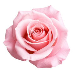 Fototapeta premium A beautiful, full pink rose with soft petals and a gentle bloom, perfect for floral arrangements and romantic themes.