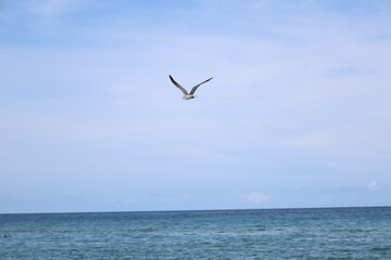 seagull flying over the sea on blue sky closeup