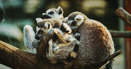 Three Lemurs Cuddling on Branch in Nature