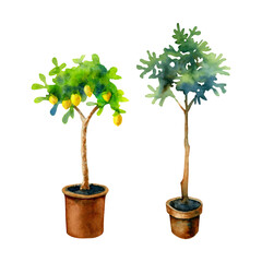 Watercolor set of lemon and olive trees in pots isolated on a white background.