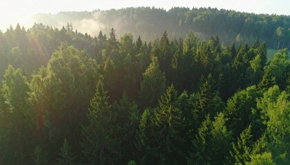 Aerial View of Misty Green Forest in Morning Light