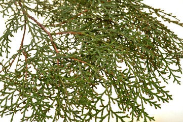 thuja isolated on white background
