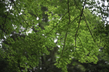 Japanese Maple leaves natural bokeh background