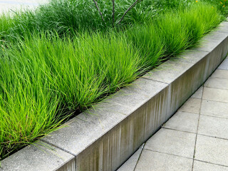 retaining seat wall made of pure cast concrete blooms purple flowers behind it the wall is bordered by metal fences with black ropes against the entrance to the flower bed