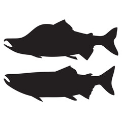 Salmon fish, seafood, sketch. Vintage retro print, seafood salmon fish sketch, sea life vector Illustration