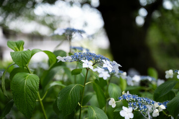 紫陽花