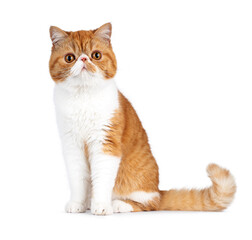 Exotic shorthair cat sitting up side ways. Looking to camera. Isolated on a white background