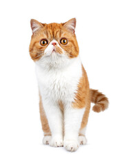 Exotic shorthair cat standing facing front. Looking playfully to camera. Isolated on a white background
