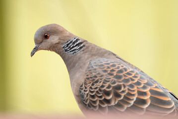 Dove
