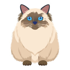 Fluffy Ragdoll Cat Head and Shoulders Portrait