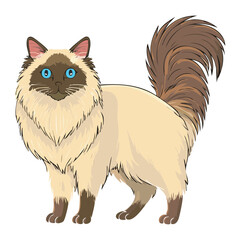 Ragdoll Cat Full Body Standing Profile View
