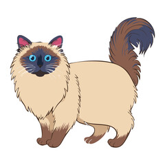 Fluffy Brown and Cream Ragdoll Cat Posing

