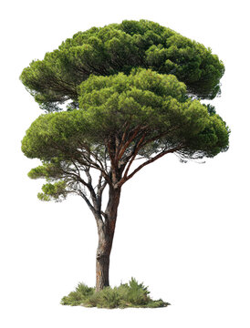 PNG Tall green tree background isolated plant.