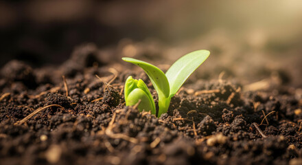 Young Green Sprout Emerging from Rich Soil with Sunlight