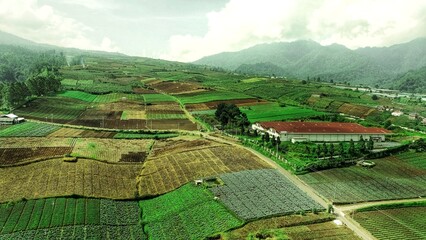 Beautiful view of aerial nature green lush rice fields
