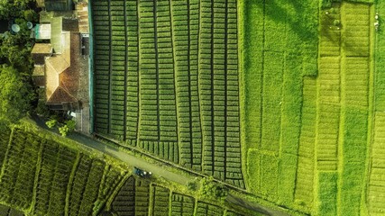 Beautiful landscape of aerial nature green lush rice fields
