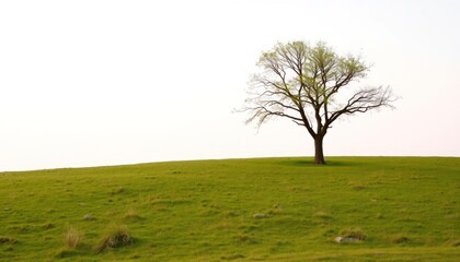 Solitary tree on grassy hill