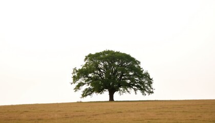 Obraz premium Solitary Tree on Plain