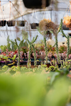 Potted succulents and cactus growing in greenhouse nursery, with hanging planters above