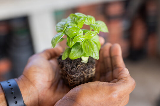 Middle-aged African American man's dark hands gently cradling green seedling on sunny balcony
