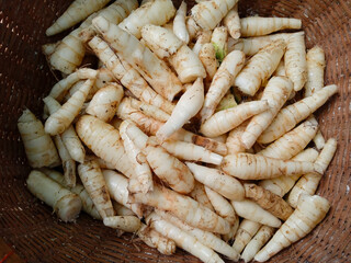 fresh Garut tubers or ararut or irut (maranta arundinacea), can be fried, steamed or processed into flour. Garden tubers