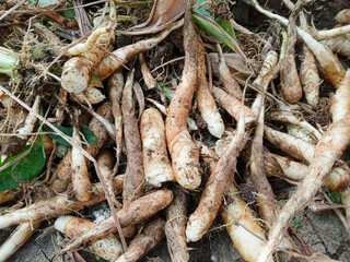 Garut tubers or ararut or irut (maranta arundinacea), can be fried, steamed or processed into flour. Garden tubers