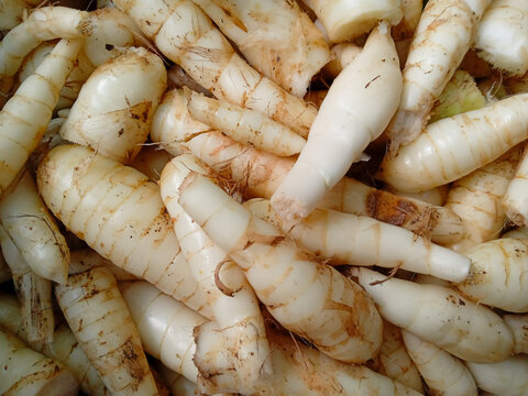Close up of a group Garut tubers or ararut or irut (maranta arundinacea), can be fried, steamed or processed into flour. Garden tubers