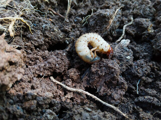 close up of a white grup on the ground, cockchafer beetle. melolontha, beetle larvae