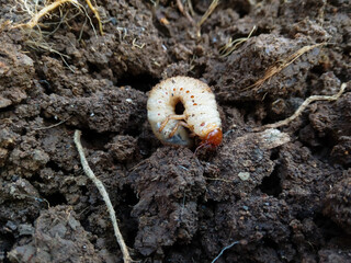 close up of a worm. a white grup on the ground, cockchafer beetle. melolontha, beetle larvae
