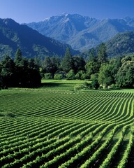 A lush green vineyard stretches toward dense trees and towering mountains under a clear blue sky.