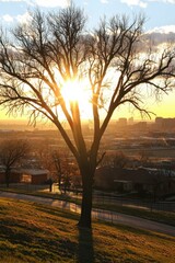 A leafless tree stands on a hill with the sun shining brightly through its branches at sunset over a suburban cityscape.