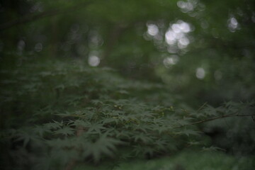Japanese Maple leaves natural bokeh background
