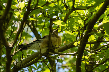 Young Caucasian Jay (Garrulus glandarius krynicki) sits on branch pine among lush green foliage,...