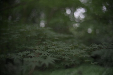 Japanese Maple leaves natural bokeh background