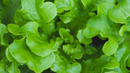 Green leaves of juicy salad on the garden bed