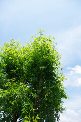 花咲くナツメの大きな木