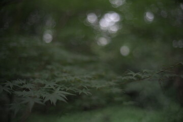 Japanese Maple leaves natural bokeh background