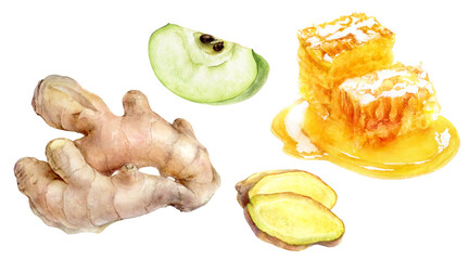 Watercolor Realistic Ginger, Honey and Apple Slice Illustration, Natural Ingredients Collection