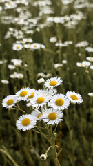 Chamomiles on sunny summer day. Wild flower. Collecting pharmacy chamomile for chamomile tea. Wild daisy flowers growing on meadow.