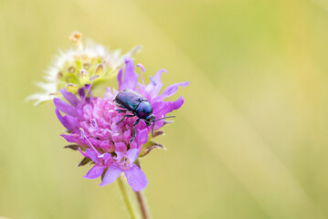 Cryptocephalus beetle on a pink flower