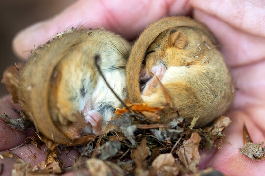 Two hazel dormice rolled up next to each other in torpor on a hand