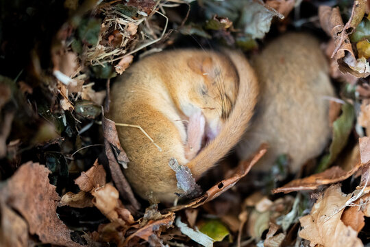 Two hazel dormice sleeping in nest