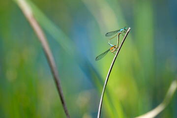 Mating of the Blue-tailed damselfly near a pond with blurred background