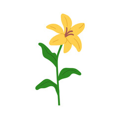 Lily flower blossom. Gorgeous spring bloom with delicate gentle petals, leaves. Ornamental garden floral plant, branch with leaf. Botanical flat vector illustration isolated on white background