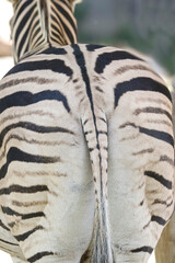 Schwarzweiße Streifen am Hinterteil eines Steppenzebras, Equus quagga