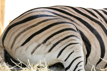 Schwarzweiße Streifen am Hinterteil eines Steppenzebras, Equus quagga