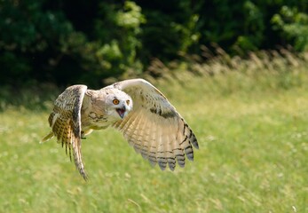 flying owl
